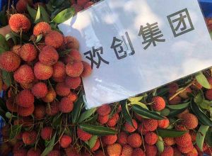 夏日好“枝”味，球友会(中国)集团发福“荔”啦